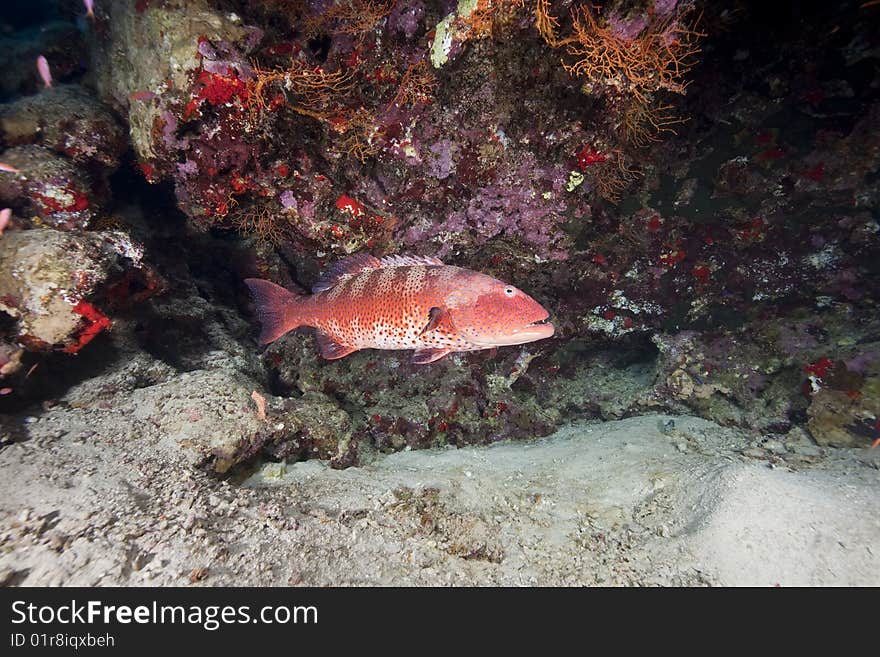 Ocean, coral and coralgrouper