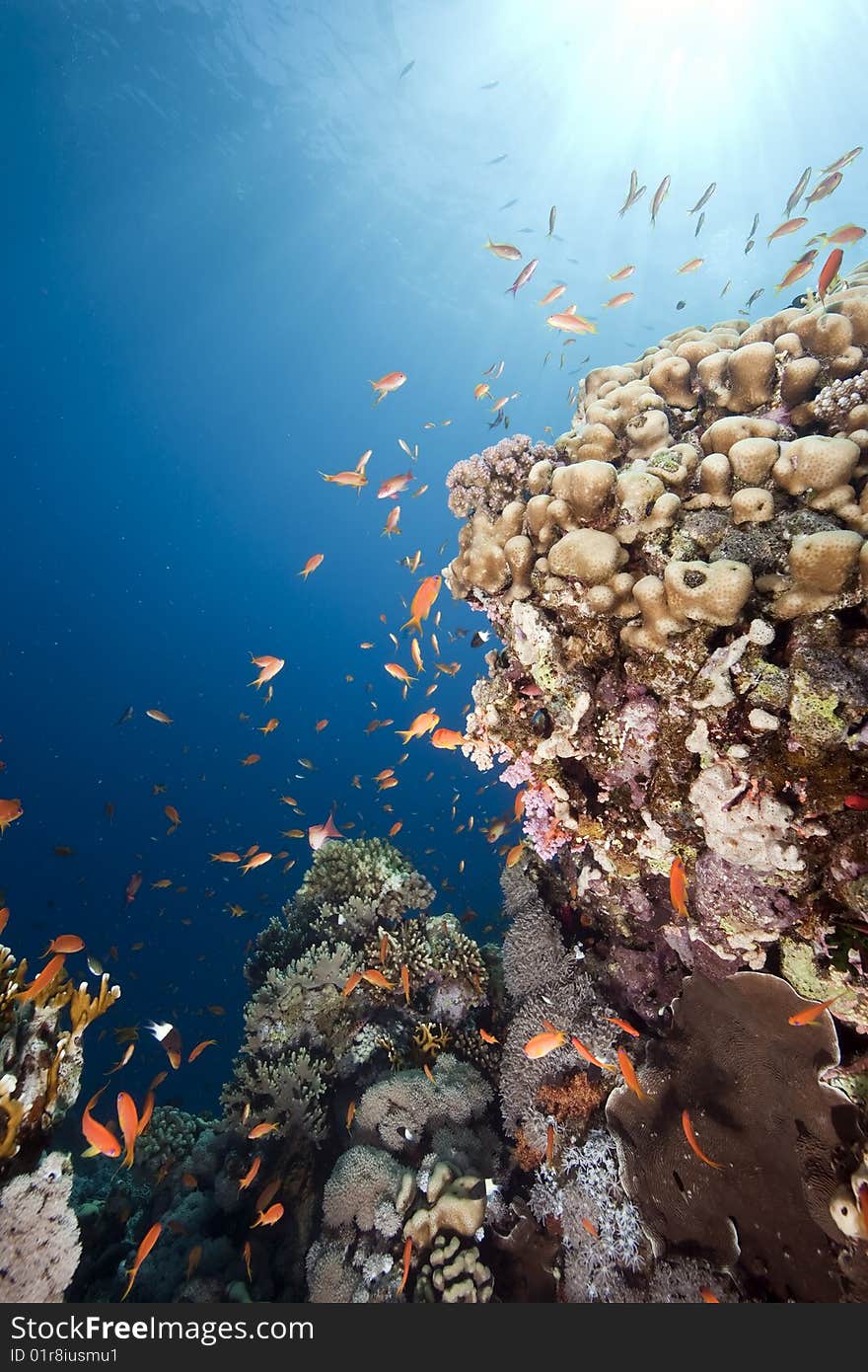 Ocean, coral and sun taken in the red sea.