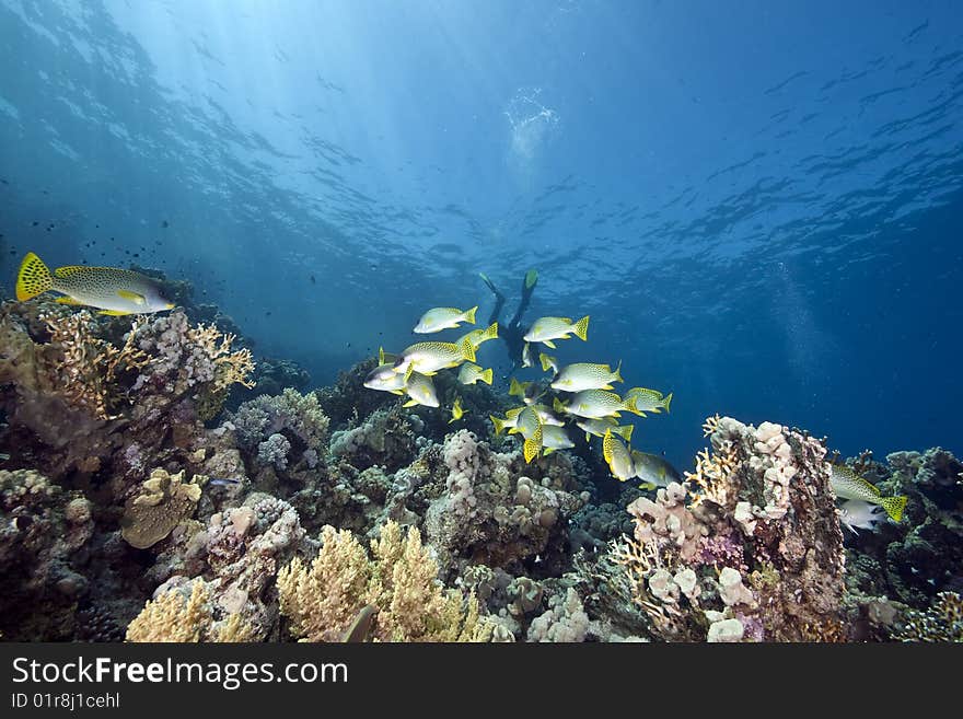 Ocean, coral and blackspotted sweetlips taken in the red sea.