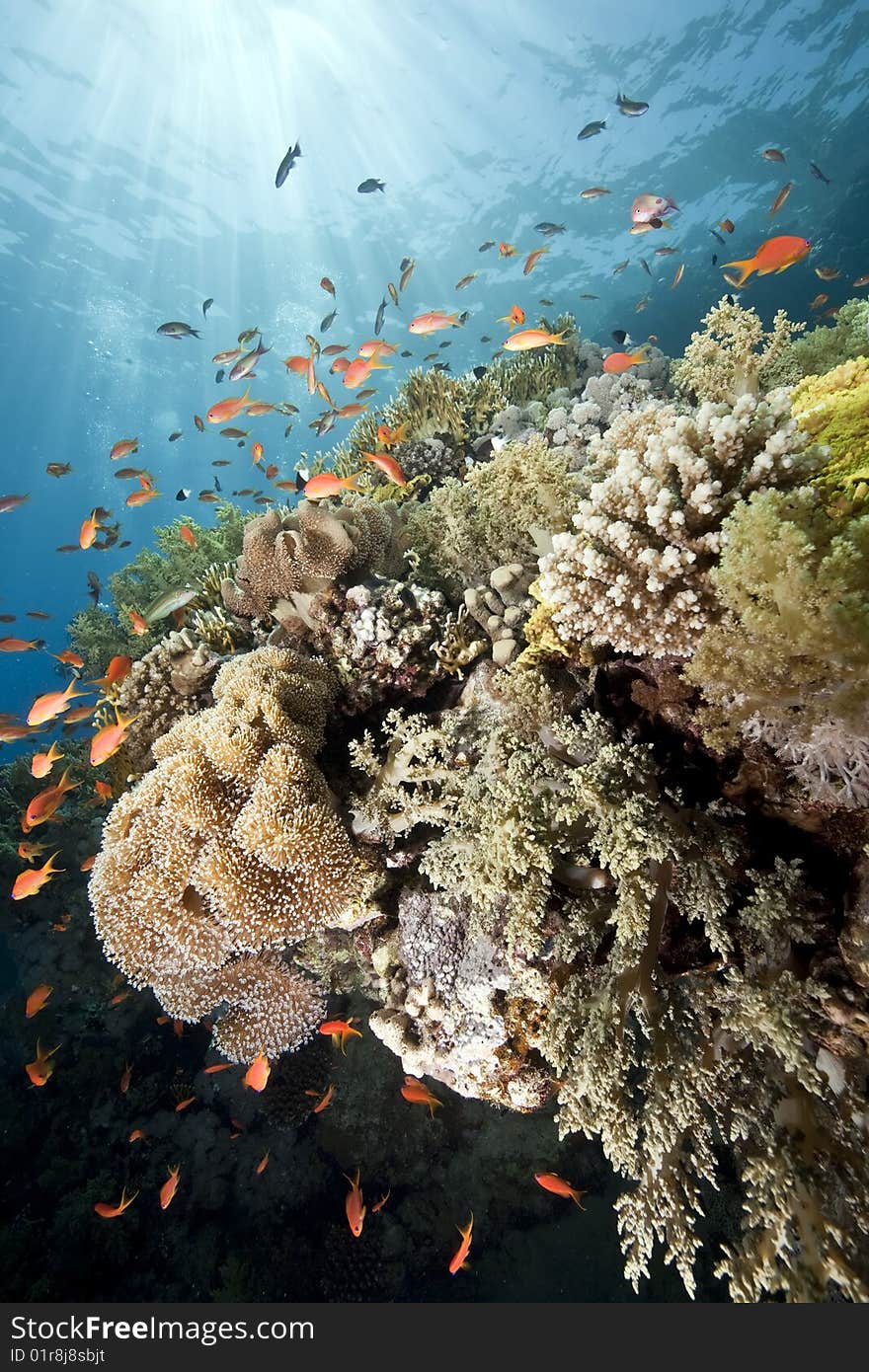 Ocean, coral and sun taken in the red sea.