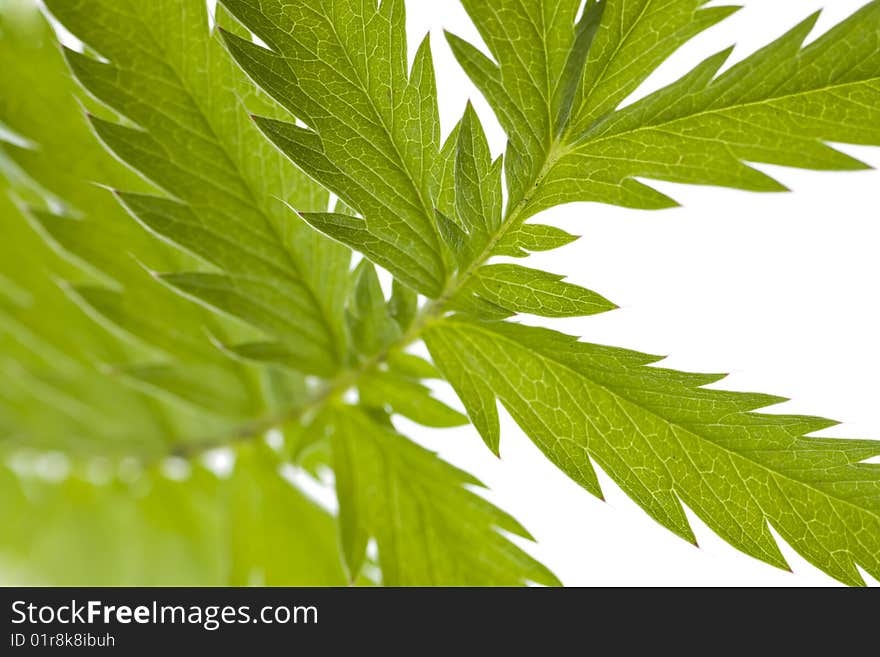 Shallow DOF image of ragged green leaves on one stem, isolated on white background. Shallow DOF image of ragged green leaves on one stem, isolated on white background