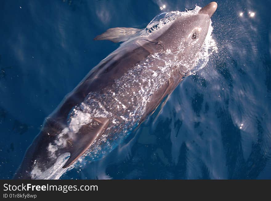 A striped dolphin riding the wave in front of a boat while it's breathing. A striped dolphin riding the wave in front of a boat while it's breathing