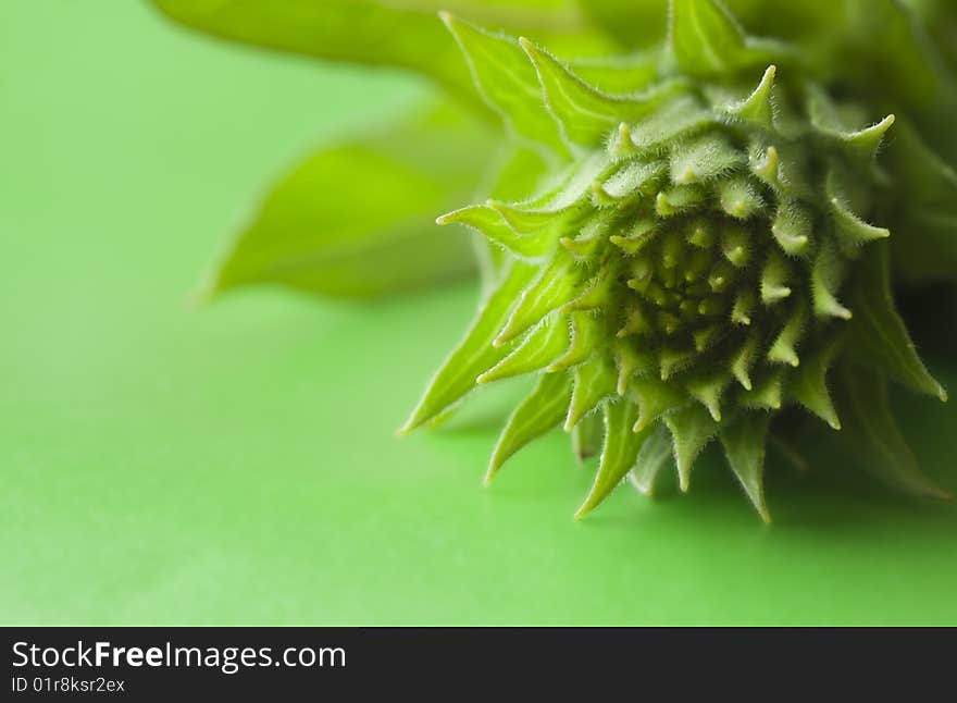 Close-up shot of weed plant with pointed leaves laying on the green background. Close-up shot of weed plant with pointed leaves laying on the green background