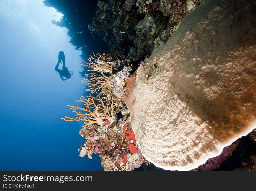 Ocean, coral and sun taken in the red sea.