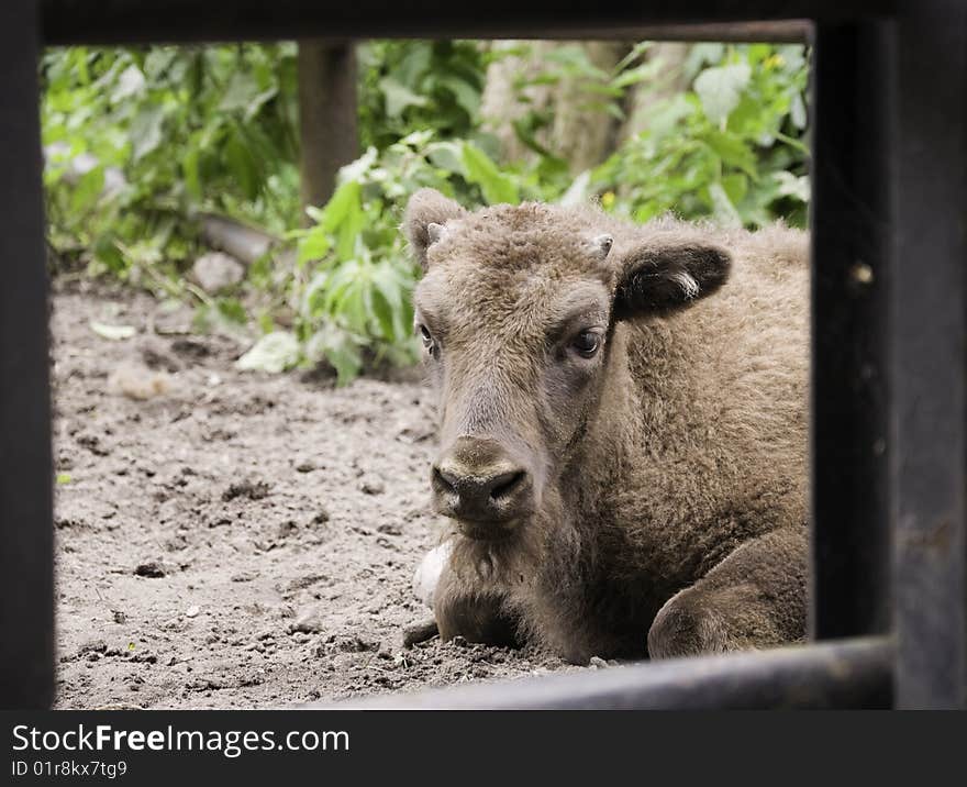 Young European Bison