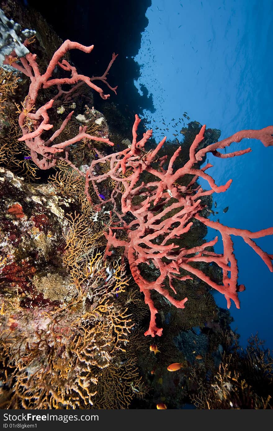 Ocean and coral taken in the red sea.