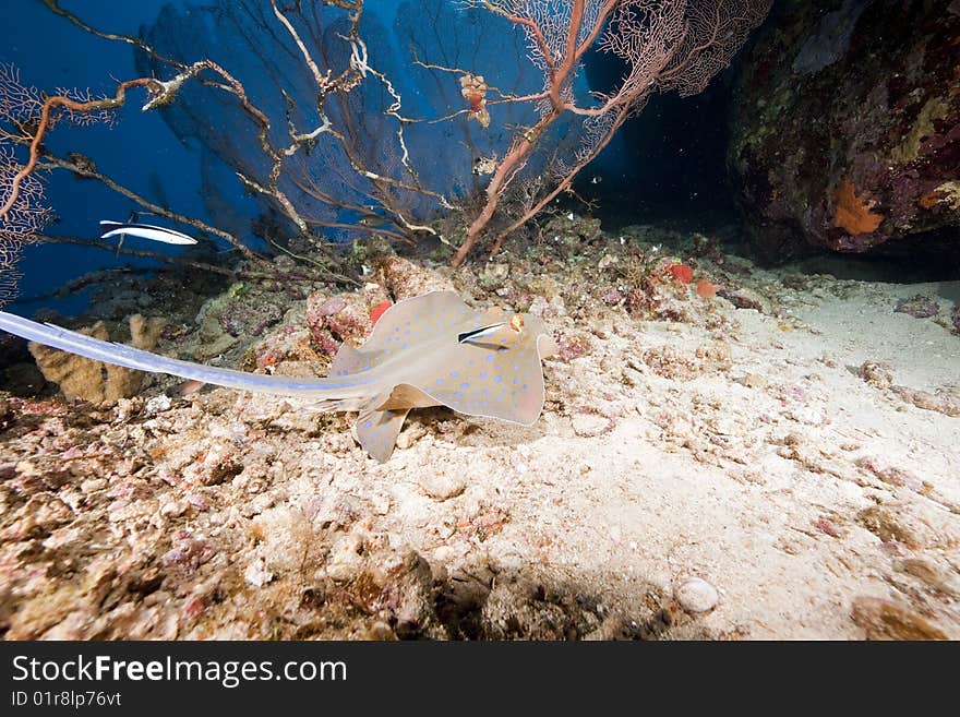 Ocean And A Bluespotted Stingray