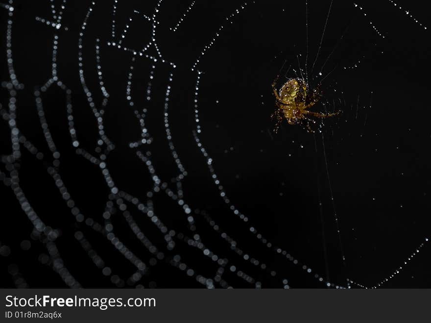 Spider in its web covered in morning dew