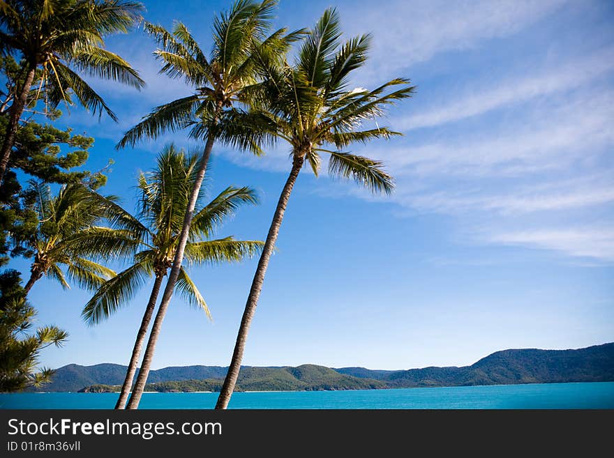 Palm Trees On A Tropical Beach