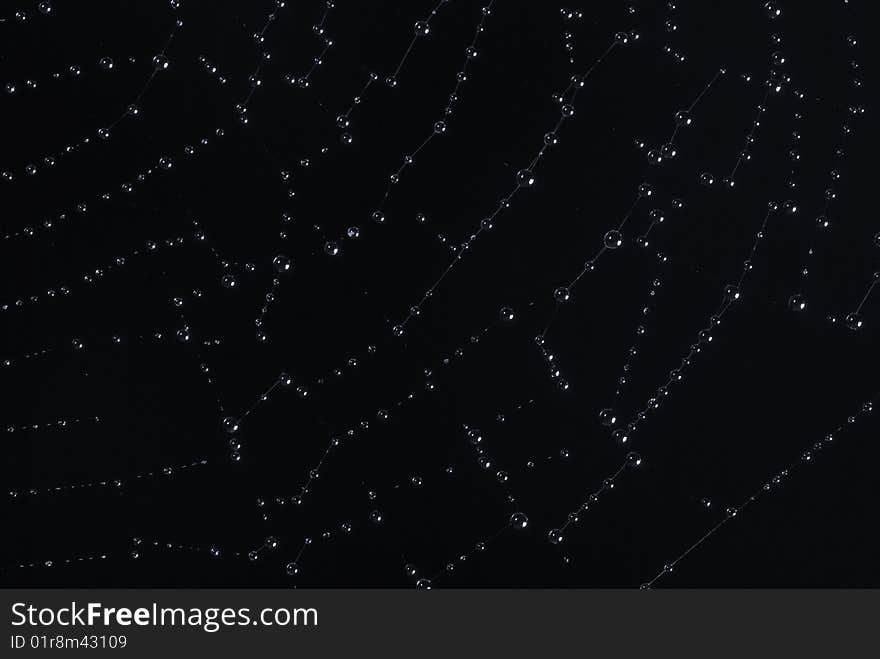 Spider wed covered in water drops