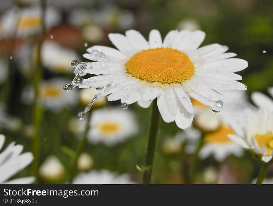 Camomile