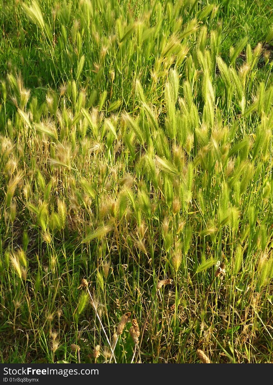 Green Overgrown Grass