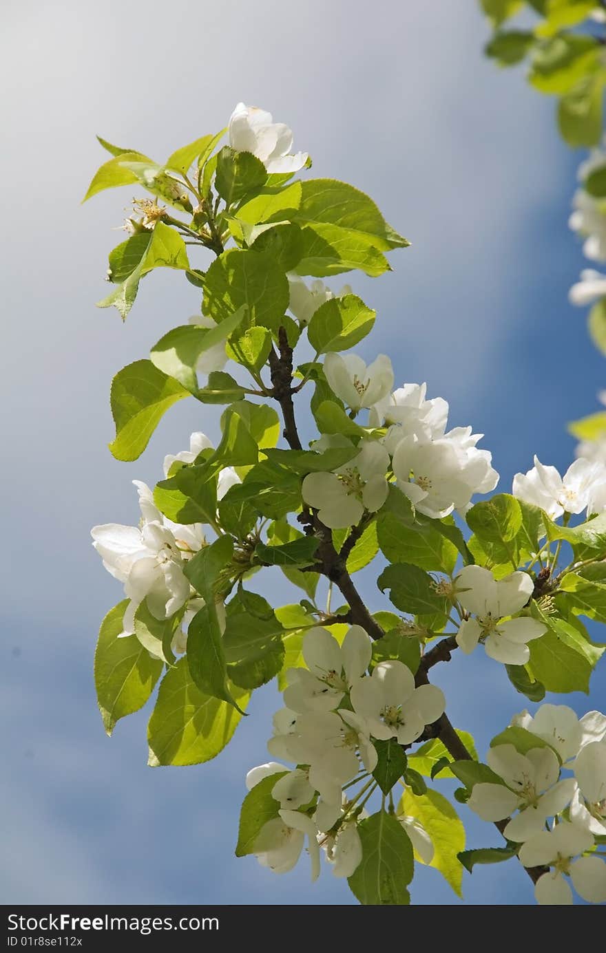 White flowers of wild apple-tree. White flowers of wild apple-tree