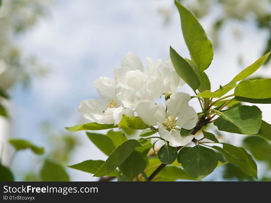 White flowers of wild apple-tree. White flowers of wild apple-tree