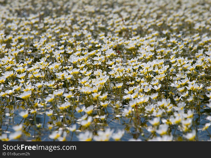 Many flowers