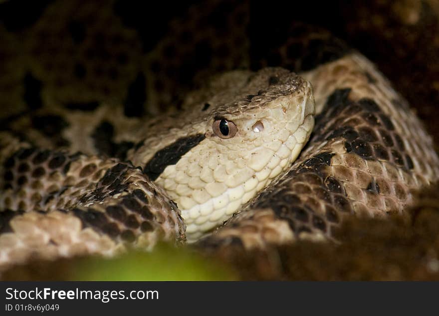 Diamond back rattlesnake hiding in a tree