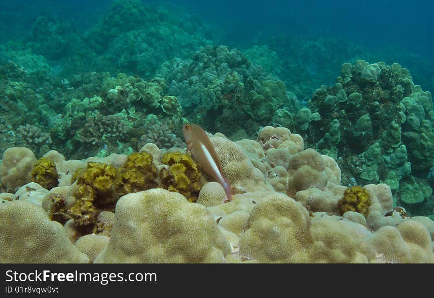 ArcEye Hawkfish at Honolua Bay, Maui.