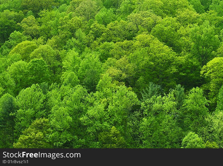 Forest of many green trees