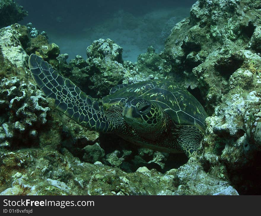 Turtle at Honolua Bay, Maui. Turtle at Honolua Bay, Maui.