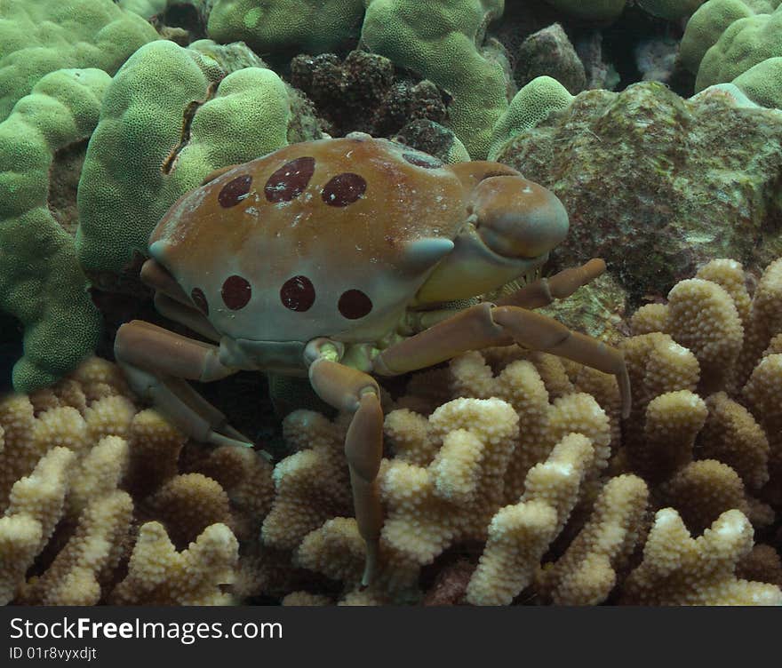 Crab on Cauliflower Coral at Ahihi Kinau, Maui.