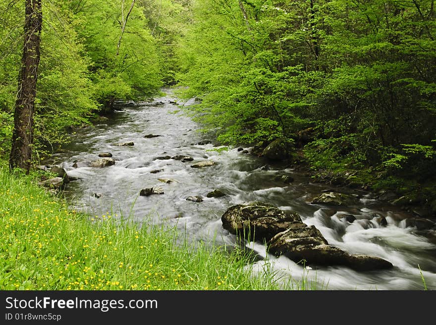 Creek flowing through green forest. Creek flowing through green forest