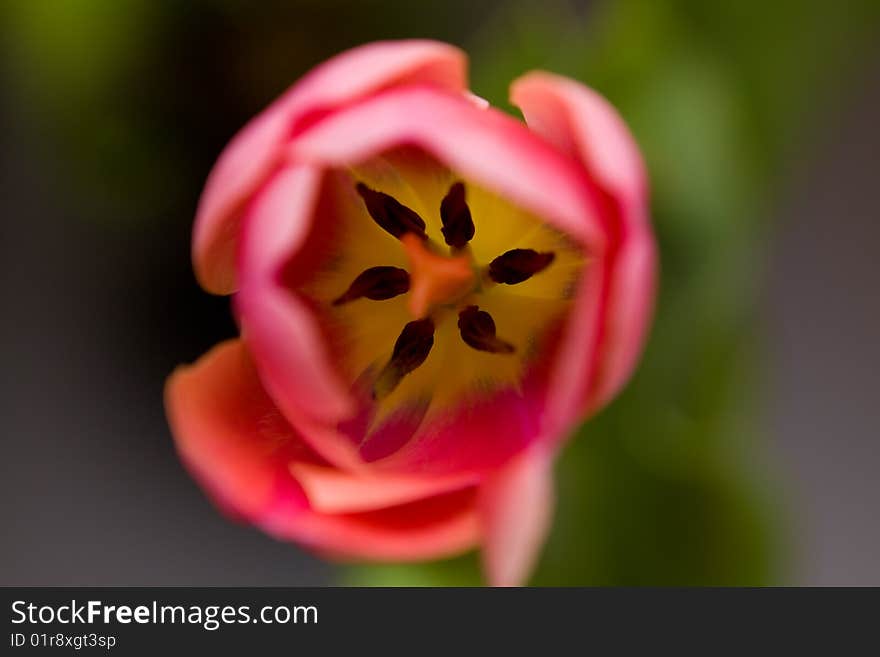 A lot of colourfull flowers