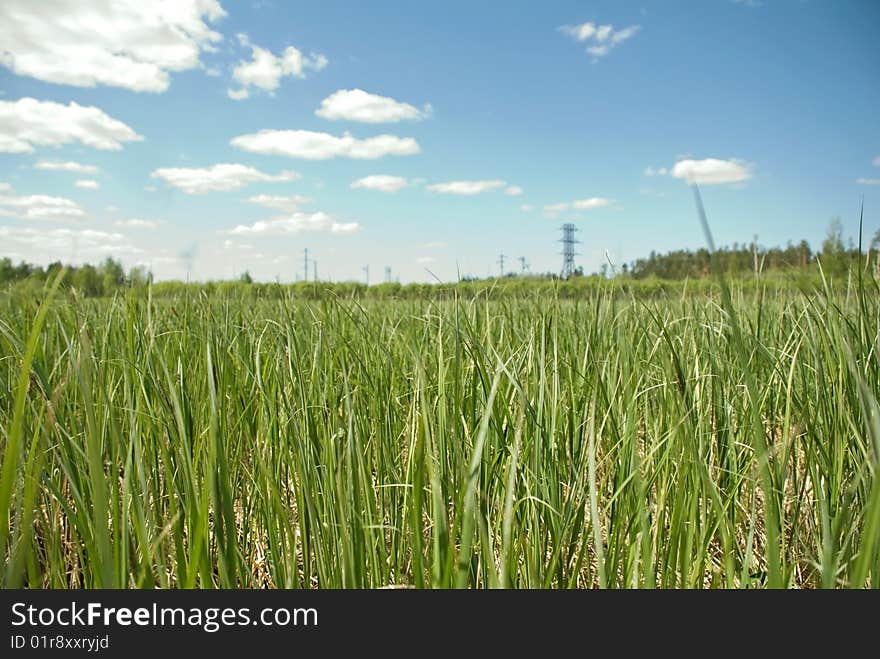 Not ob'yatnye wide spread of country of green grass