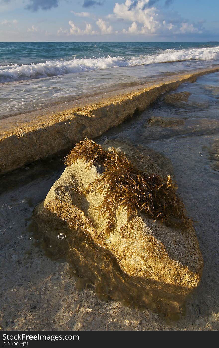 Seaweed on Rock along the Caribbean Sea