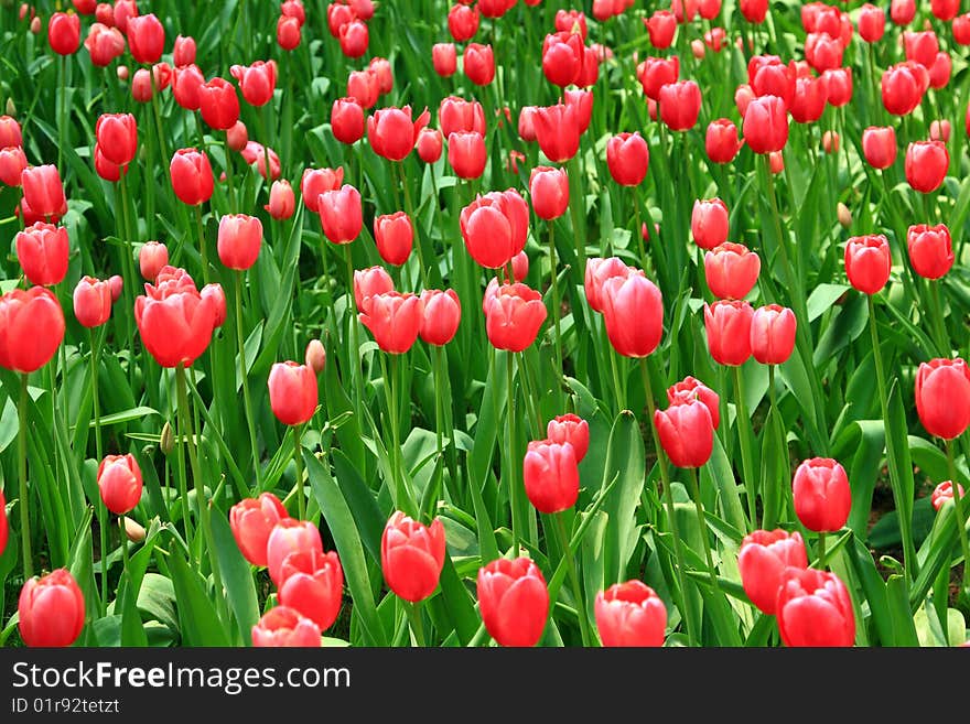 Closeup  of many red tulips