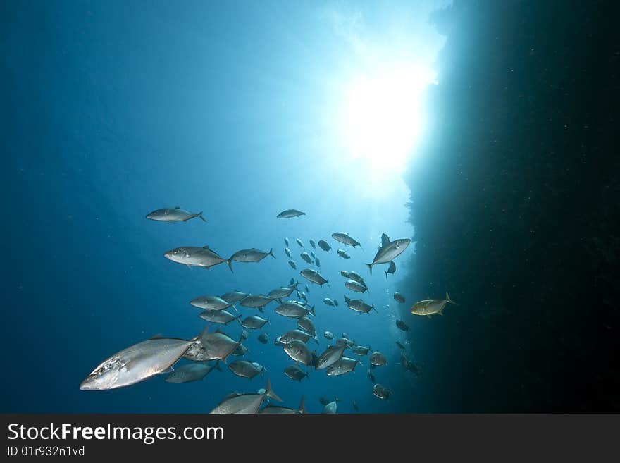 Ocean, sun and trevally taken in the red sea.