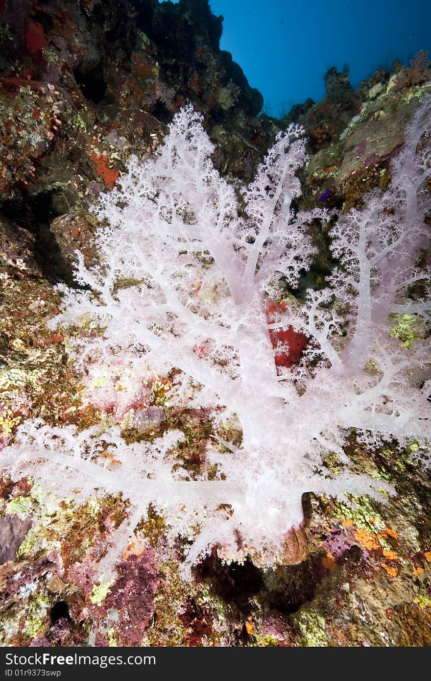 Ocean, coral and fish taken in the red sea.