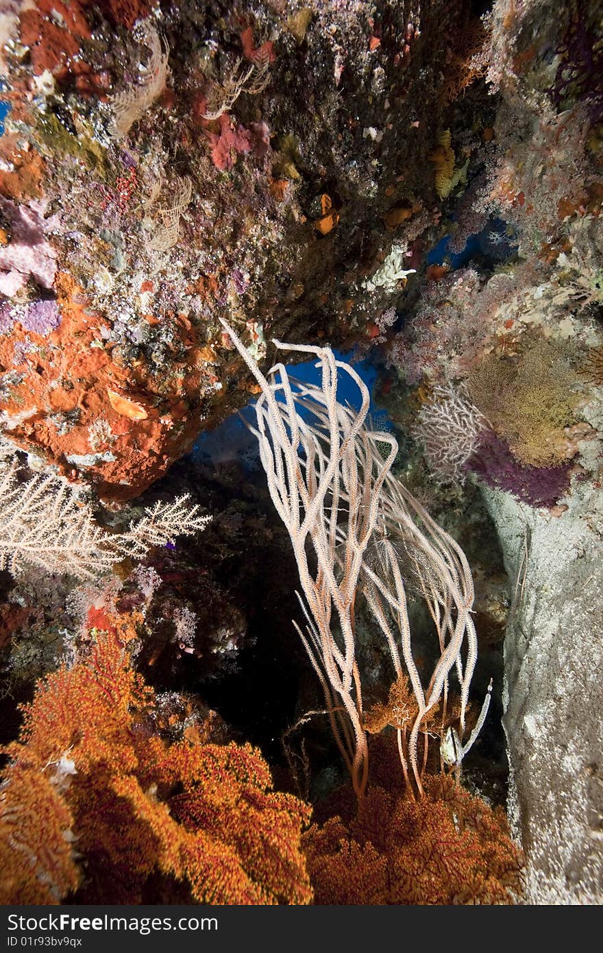 Ocean, coral and fish taken in the red sea.