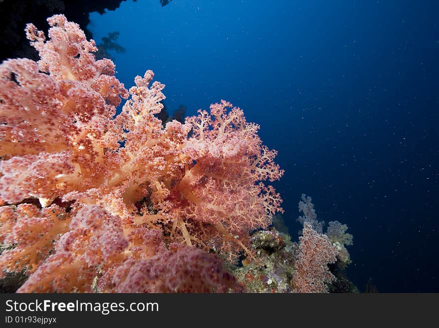 Ocean, coral and fish taken in the red sea.