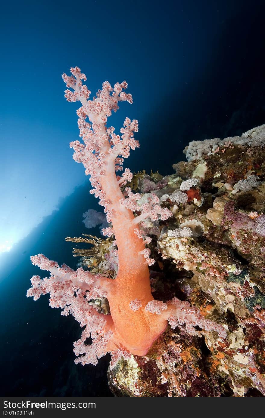 Ocean, coral and sun taken in the red sea.