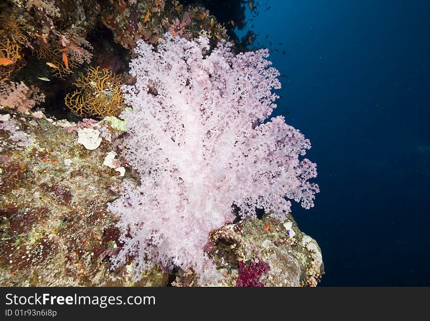 Ocean, coral and sun taken in the red sea.