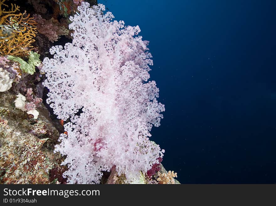 Ocean, coral and fish taken in the red sea.