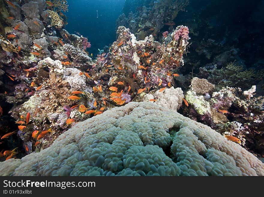 Ocean, coral and sun taken in the red sea.