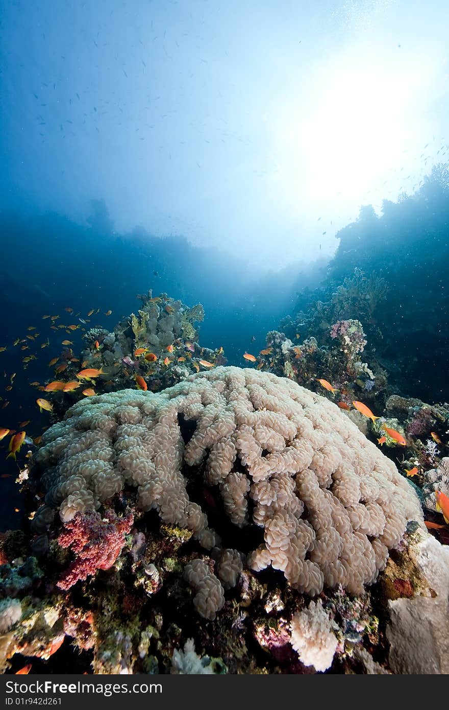 Ocean, coral and sun taken in the red sea.