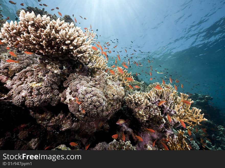 Ocean, coral and sun taken in the red sea.