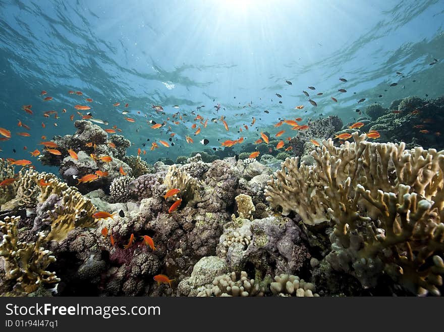 Ocean, coral and sun taken in the red sea.