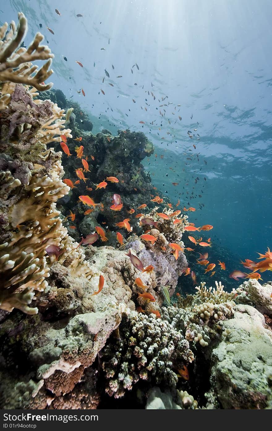 Ocean, coral and sun taken in the red sea.