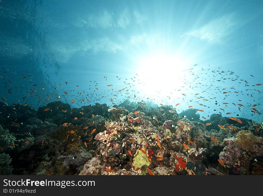 Ocean, coral and sun taken in the red sea.