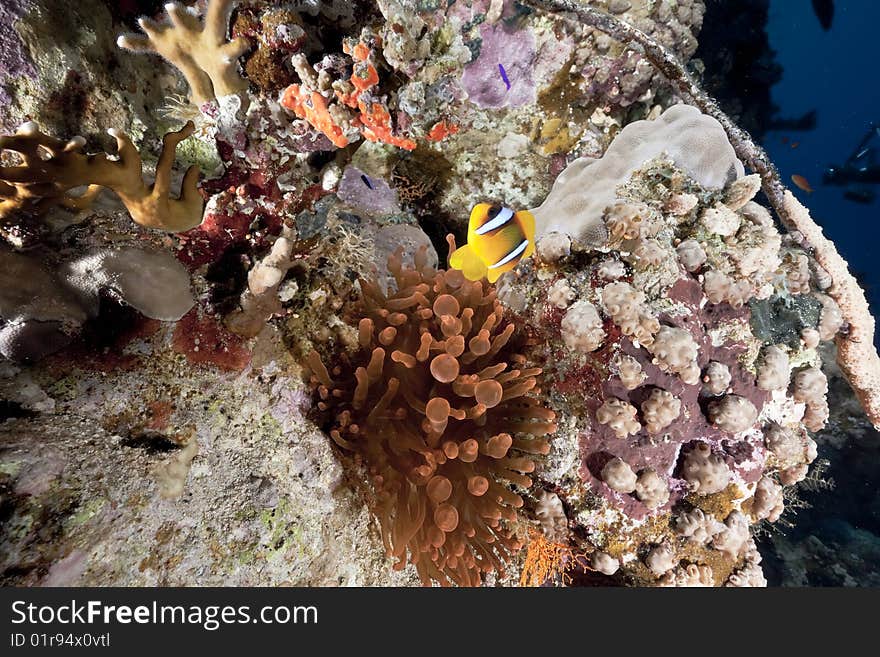 Ocean, coral and a red anemone