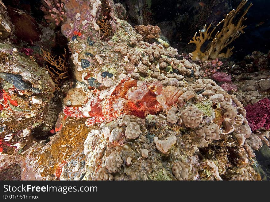 Ocean, coral and scorpionfish