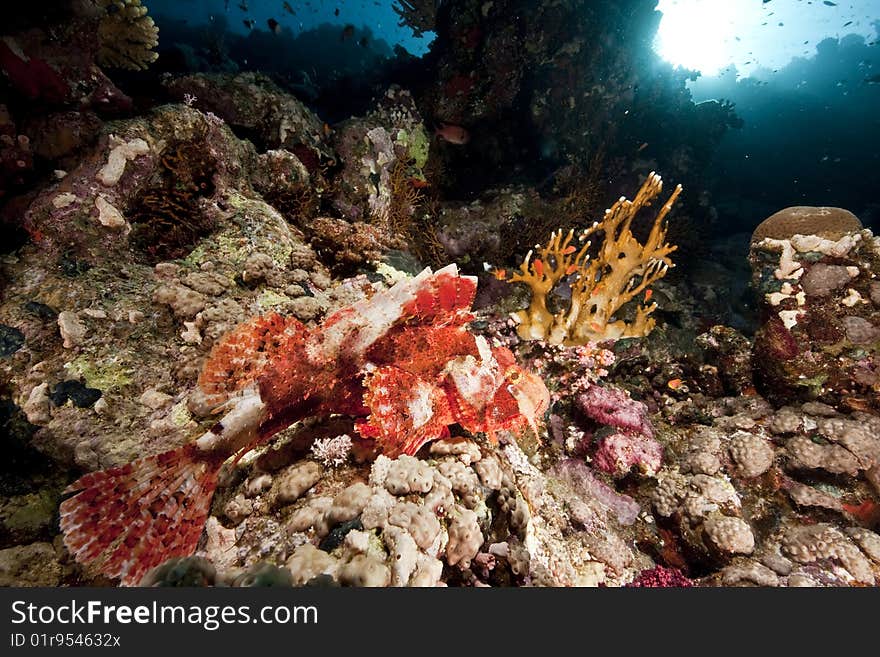 Ocean, Coral And Scorpionfish