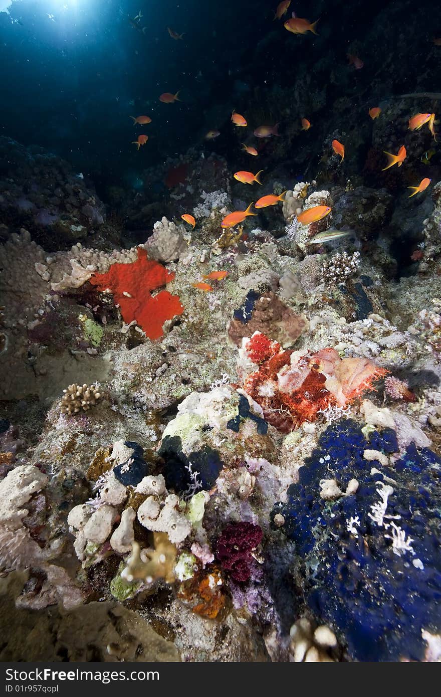 Ocean, coral and scorpionfish