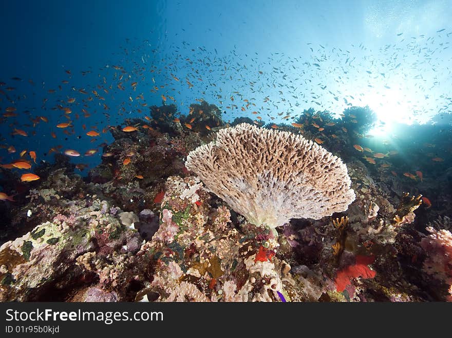 Ocean, coral and sun taken in the red sea.