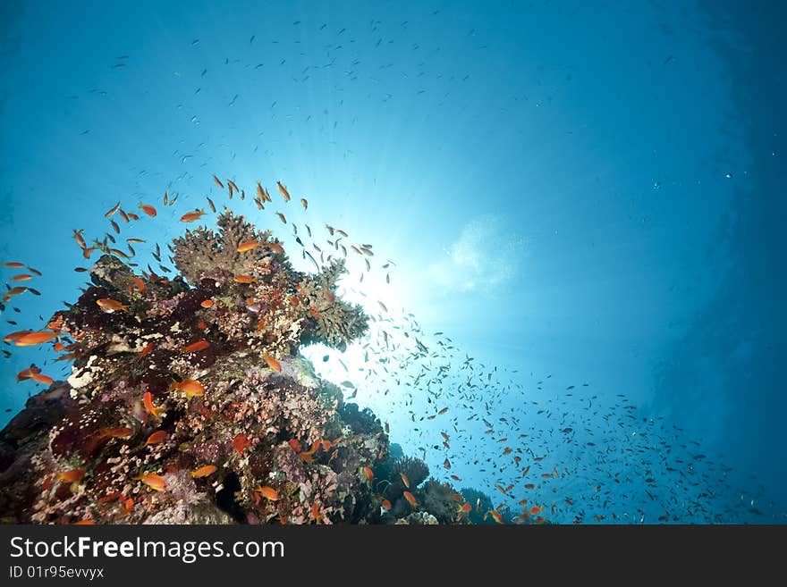 Ocean, coral and sun taken in the red sea.