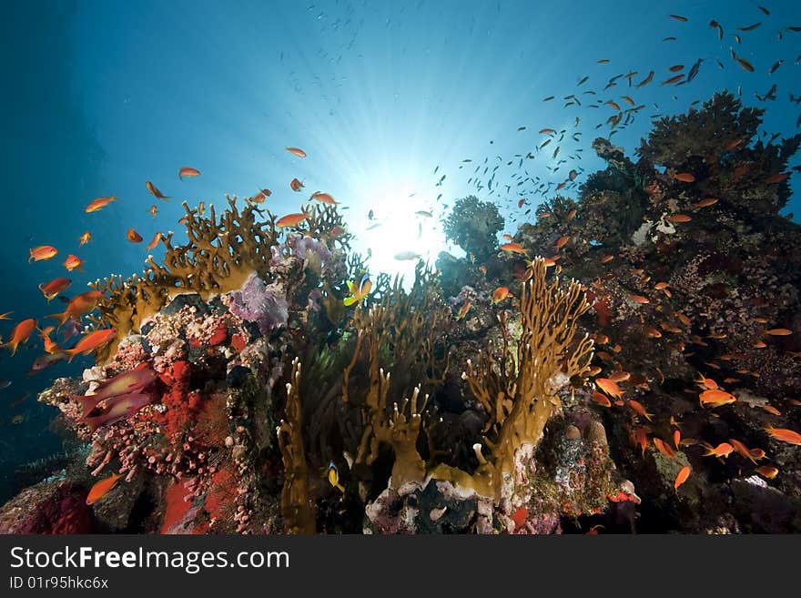 Ocean, coral and sun taken in the red sea.