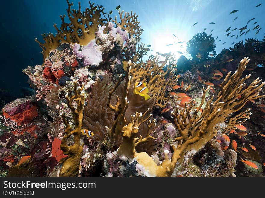 Ocean, coral and sun taken in the red sea.